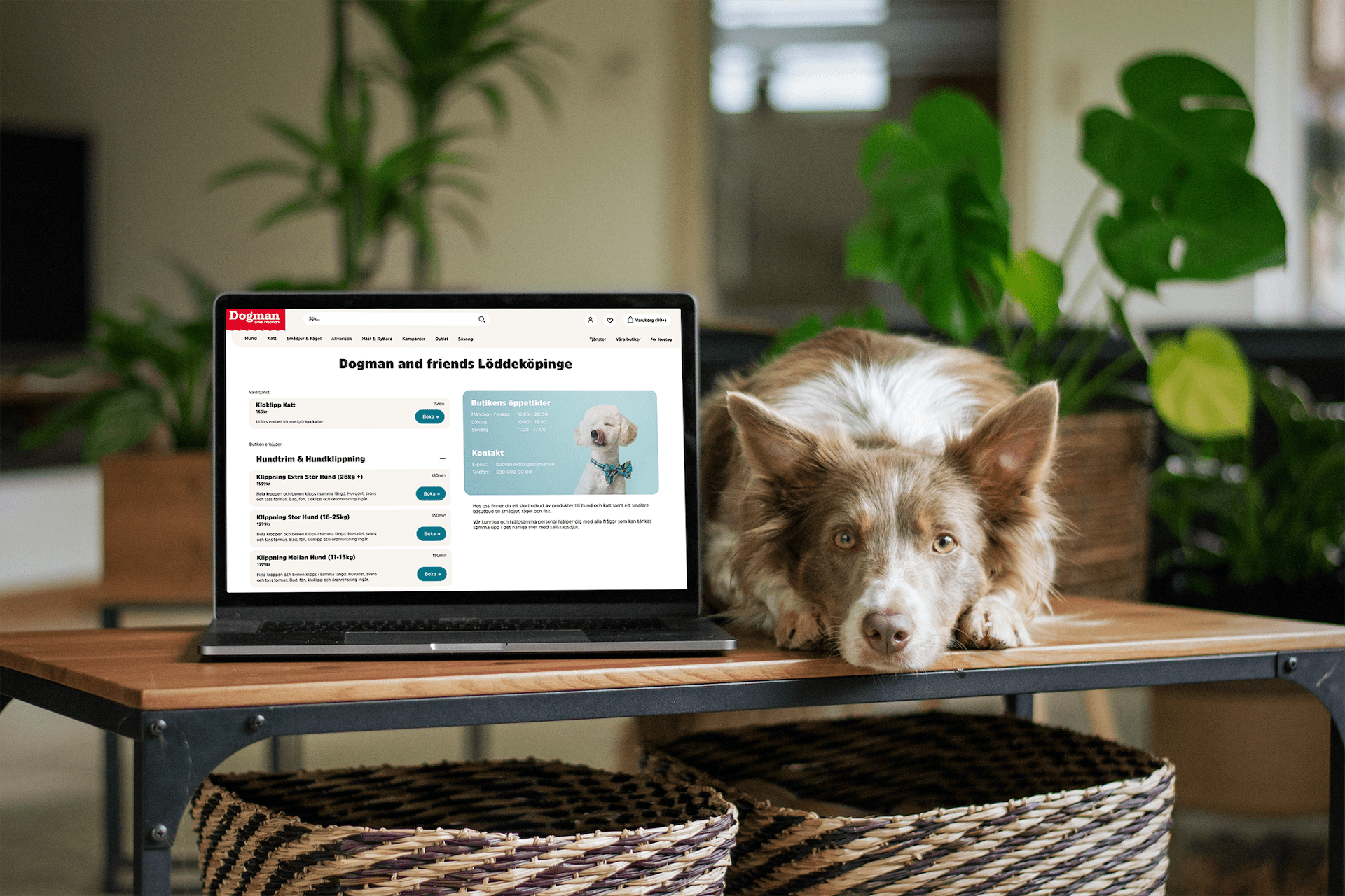 Dogman Care på laptop
